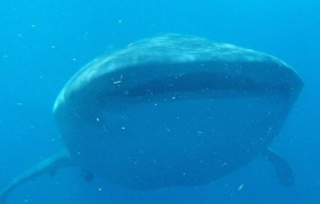  Nade com o tubarão-baleia